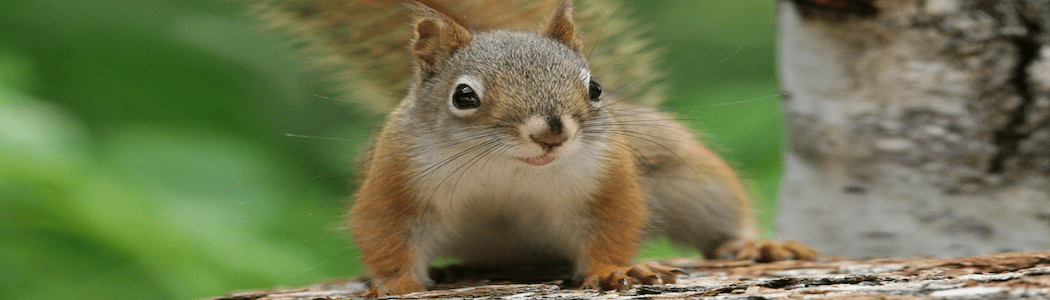 Squirrel-Removal-Southern-Maryland